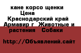 кане корсо щенки › Цена ­ 15 000 - Краснодарский край, Армавир г. Животные и растения » Собаки   